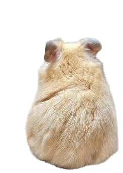 Hamster